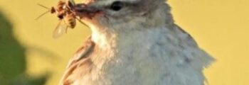 Sedge Warbler