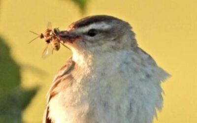 Sedge Warbler