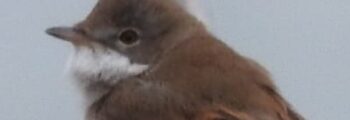 Whitethroat