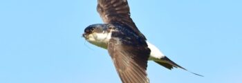 House Martin