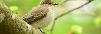 Spotted Flycatcher
