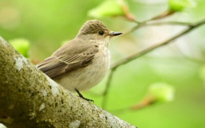 Spotted Flycatcher