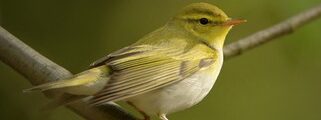 Wood Warbler