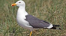 Lesser Black-backed Gull