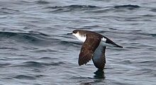 Manx Shearwater