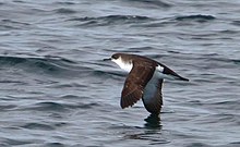 Manx Shearwater