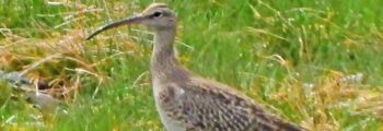 Whimbrel