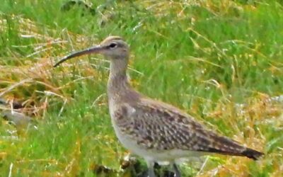 Whimbrel