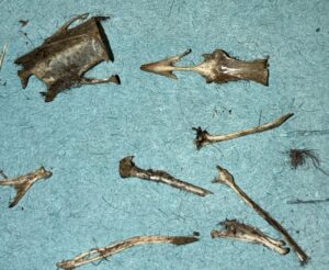Glen More (Ian) top - breast bone and bill of a small bird and some long bones
