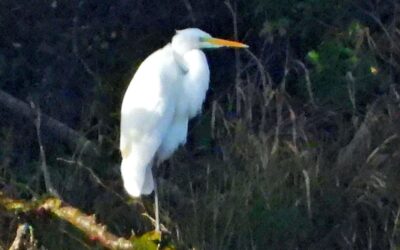 View November 2025 sightings
