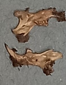 examples of jawbones found, enlarged under a microscope