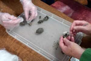 sifting through the pellets to extract the bones