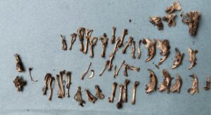Assemblage of bones from Kingarth pellets - showing voles, mice and a single shrew jaw bone.