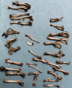 close up of Kingarth pellets' long bones
