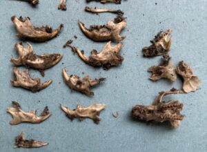 close up of Kingarth pellets' skull bones