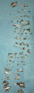 Assemblage of bones from Glen More pellets (Ian's)