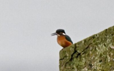 View December 2025 sightings