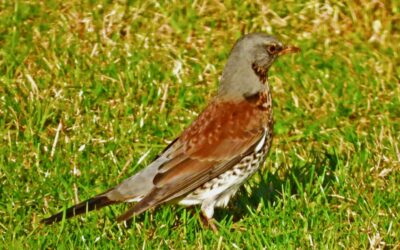 View January 2026 sightings