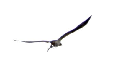 View April 2026 sightings