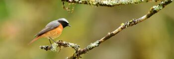 Redstart