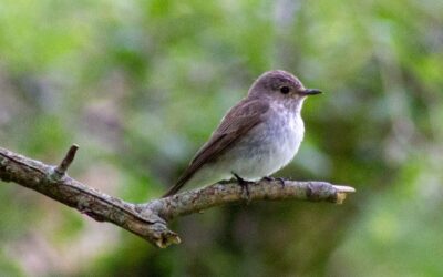 View August 2026 sightings