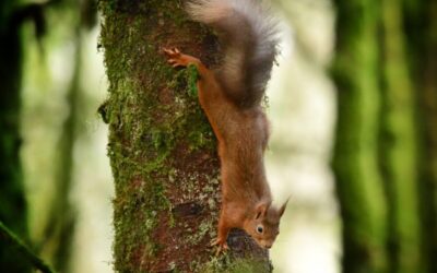 Squirrel, Rhubodach (2)