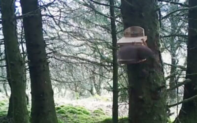 Squirrel, Rhubodach (3)