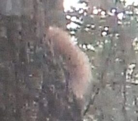 Squirrel at Barmore Woods