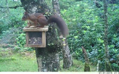 Squirrel at feeder near Woodend