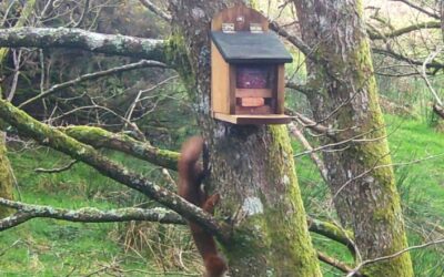 Red Squirrel Project – April 2023