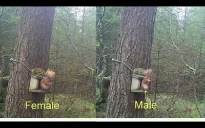 Identifying male and female squirrels