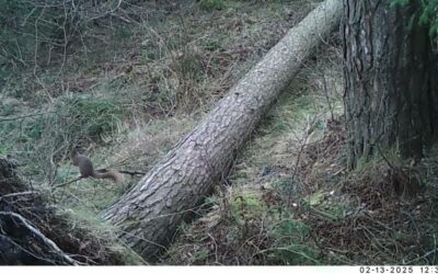 Bardarrach Wood – after the storm February 2025