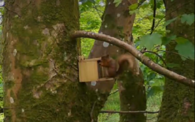 Port Bannatyne red squirrels – July 2026