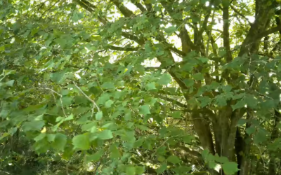 Squirrel route through trees at Stuck Cottage – July 2026