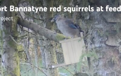 Port Bannatyne squirrels, later in August 2026