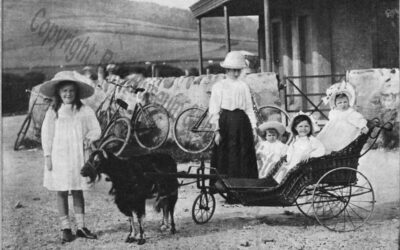 Goat Carriage at Ettrick Bay