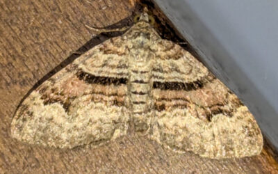 Ron Forrester’s Moth Morning