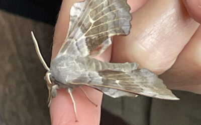Moth morning