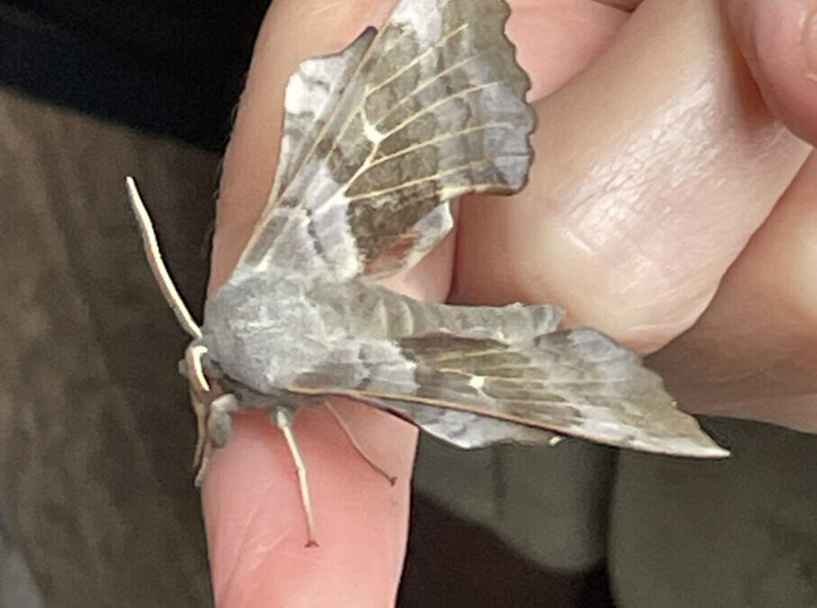 Moth morning